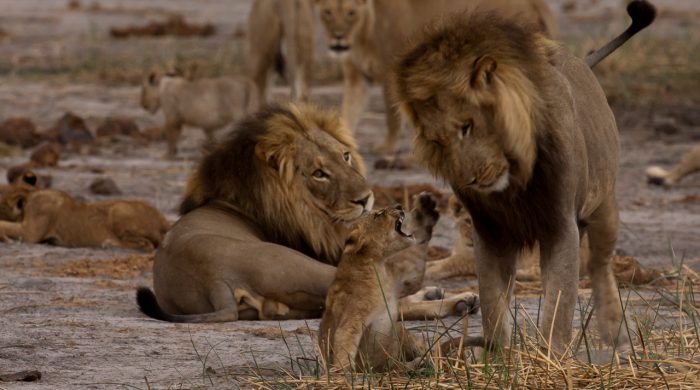 Luty z wielkimi kotami w National Geographic Wild