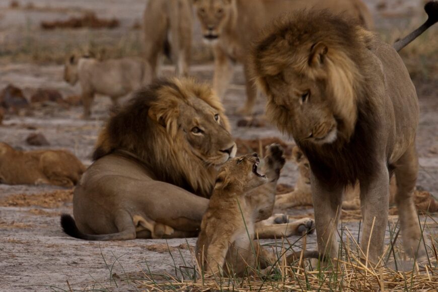 Luty z wielkimi kotami w National Geographic Wild