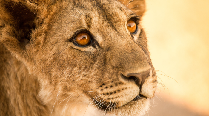 Dokument „Królowie pustyni: lwy z Namibii” w kwietniu w Polsat Viasat Nature