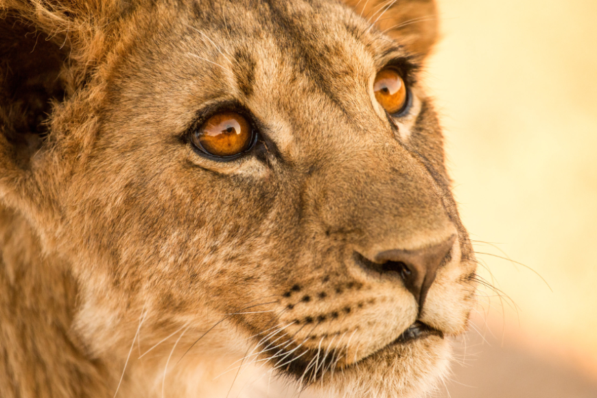 Dokument „Królowie pustyni: lwy z Namibii” w kwietniu w Polsat Viasat Nature