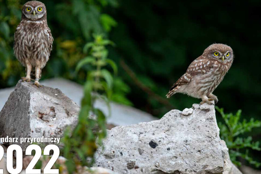 Gazeta Wyborcza z kalendarzem przyrodniczym ze zdjęciami Adama Wajraka