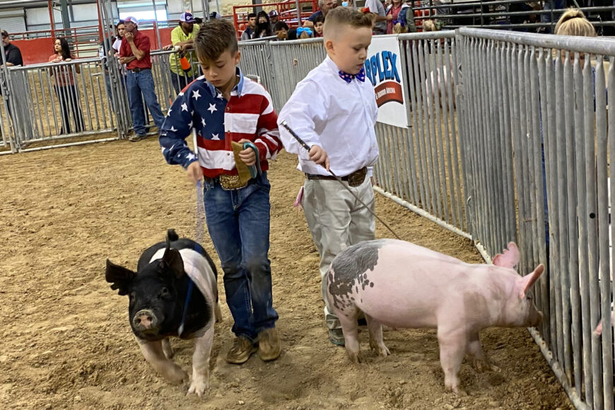 Discovery Life pokaże „Świńskie Miss”